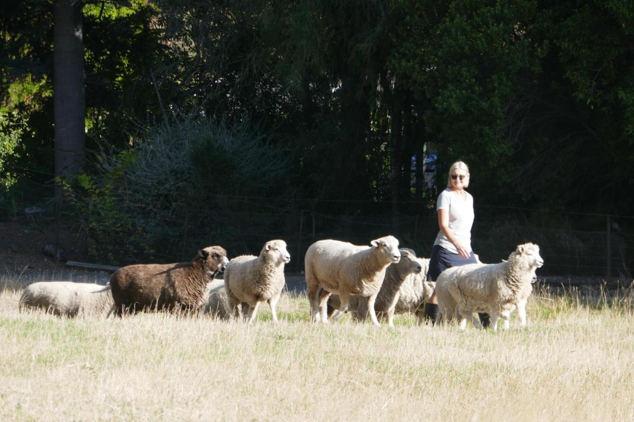 Karetu Downs Farm Stay Hawarden エクステリア 写真