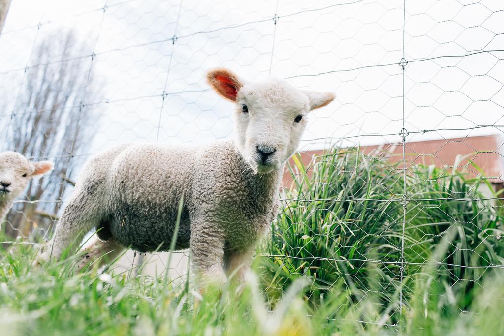 Karetu Downs Farm Stay Hawarden エクステリア 写真