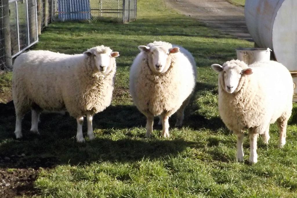 Karetu Downs Farm Stay Hawarden エクステリア 写真