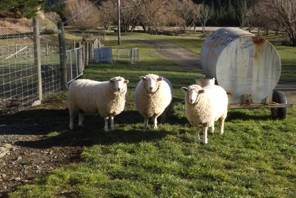 Karetu Downs Farm Stay Hawarden エクステリア 写真